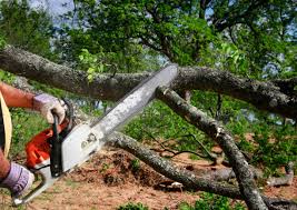 How Our Tree Care Process Works  in  Brandon, MS