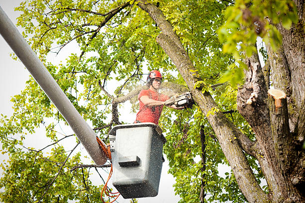 Trusted Brandon, MS Tree Services Experts